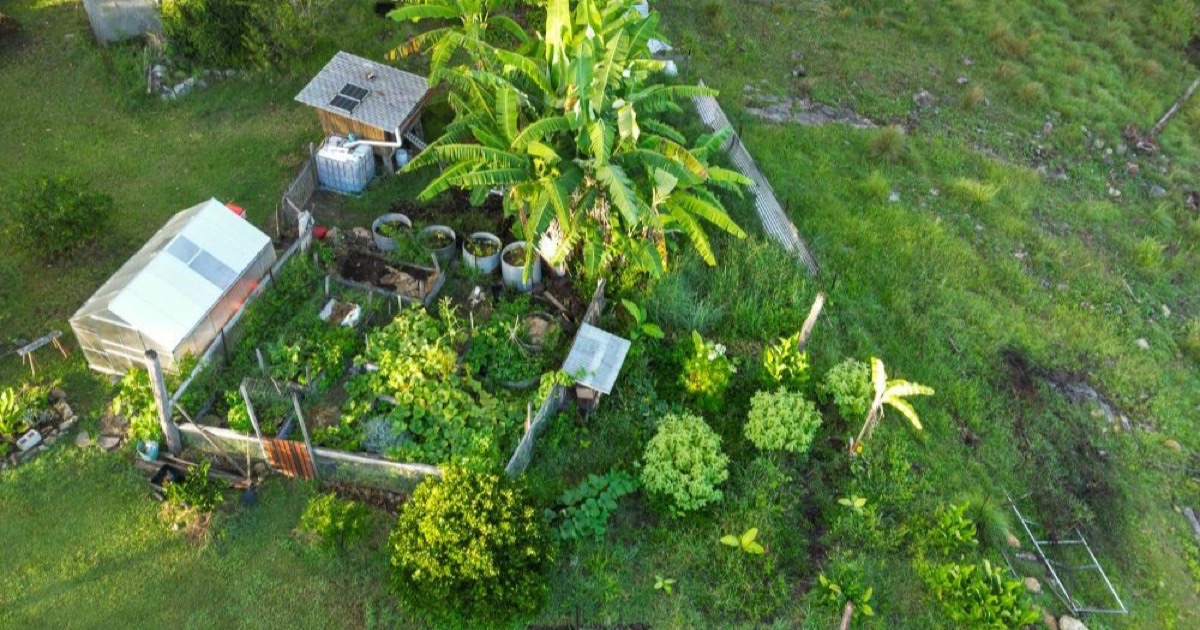 The Drake food forest on the Northern Tablelands