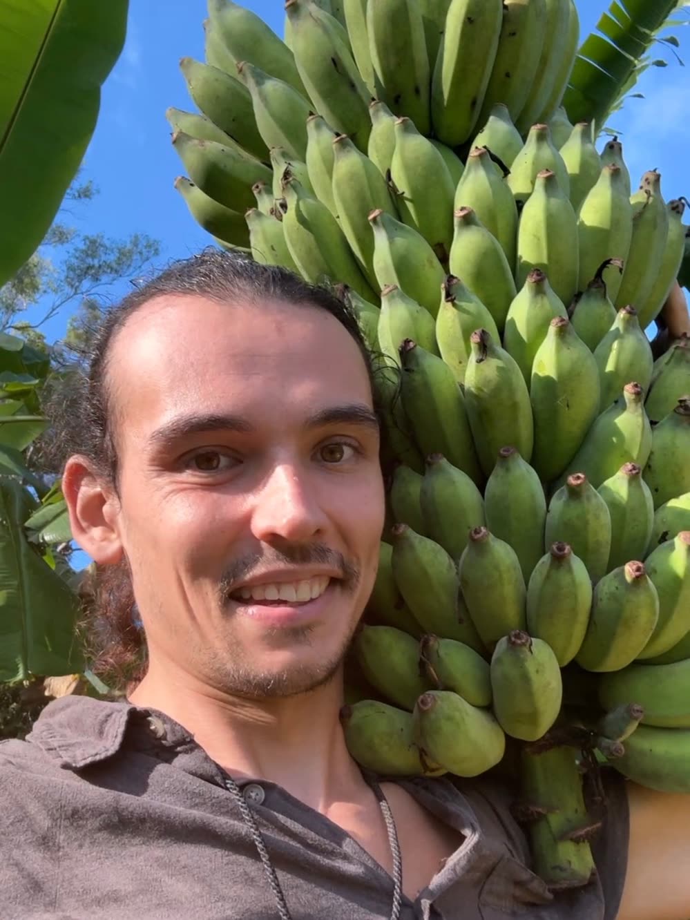 A person carrying a whole bunch of green bananas balanced on one shoulder in the plantation