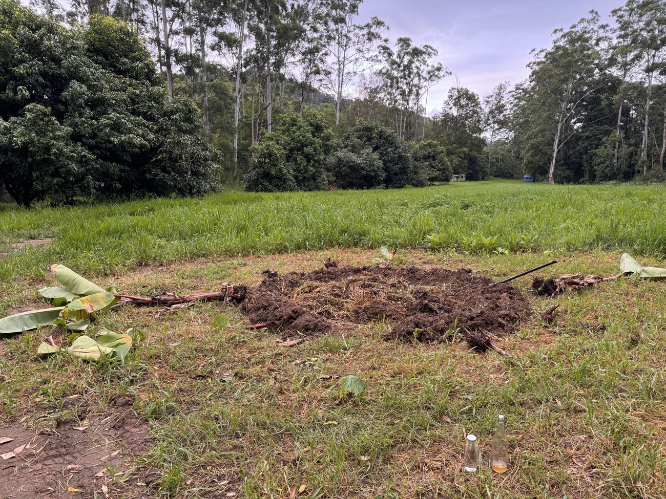 A circle of freshly dug soil heaped in a grass paddock with banana leaves laid around it