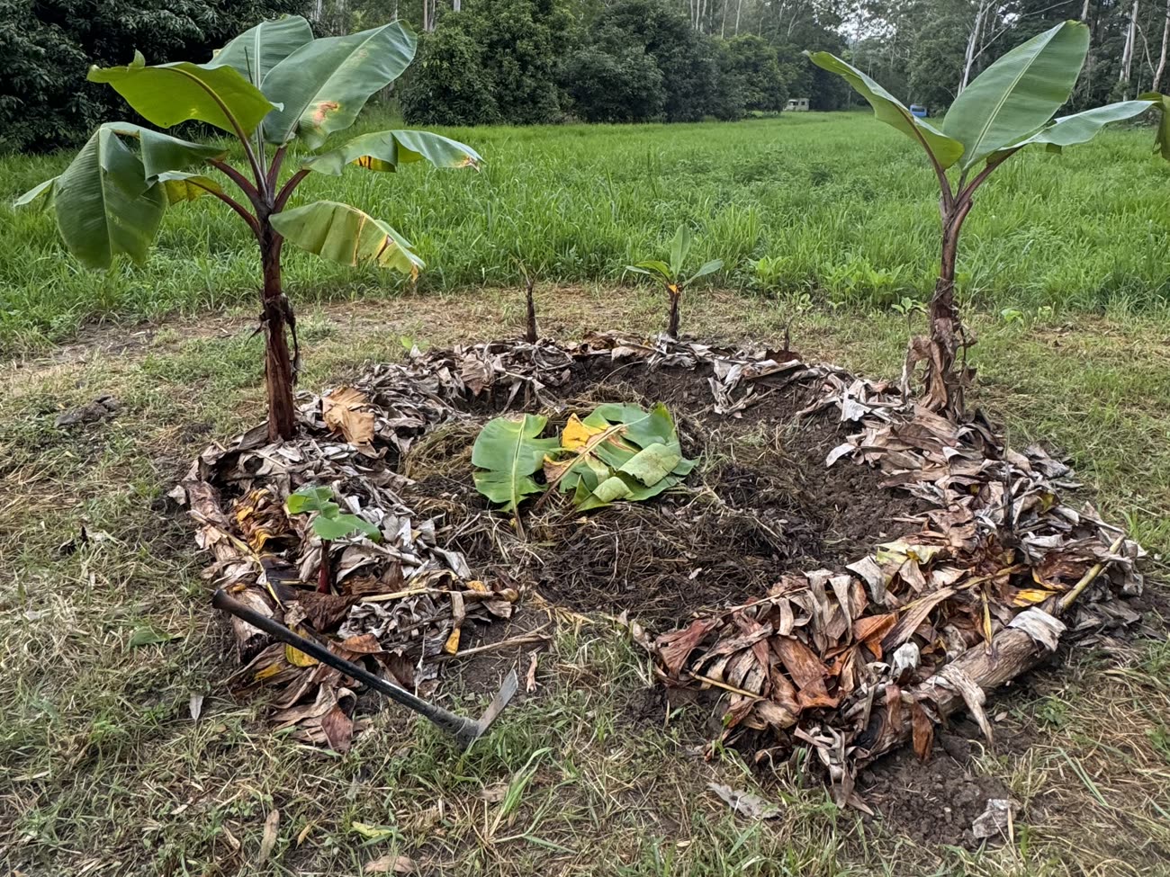 A planted banana circle with young plants around a ring of banana-leaf mulch packed into the centre