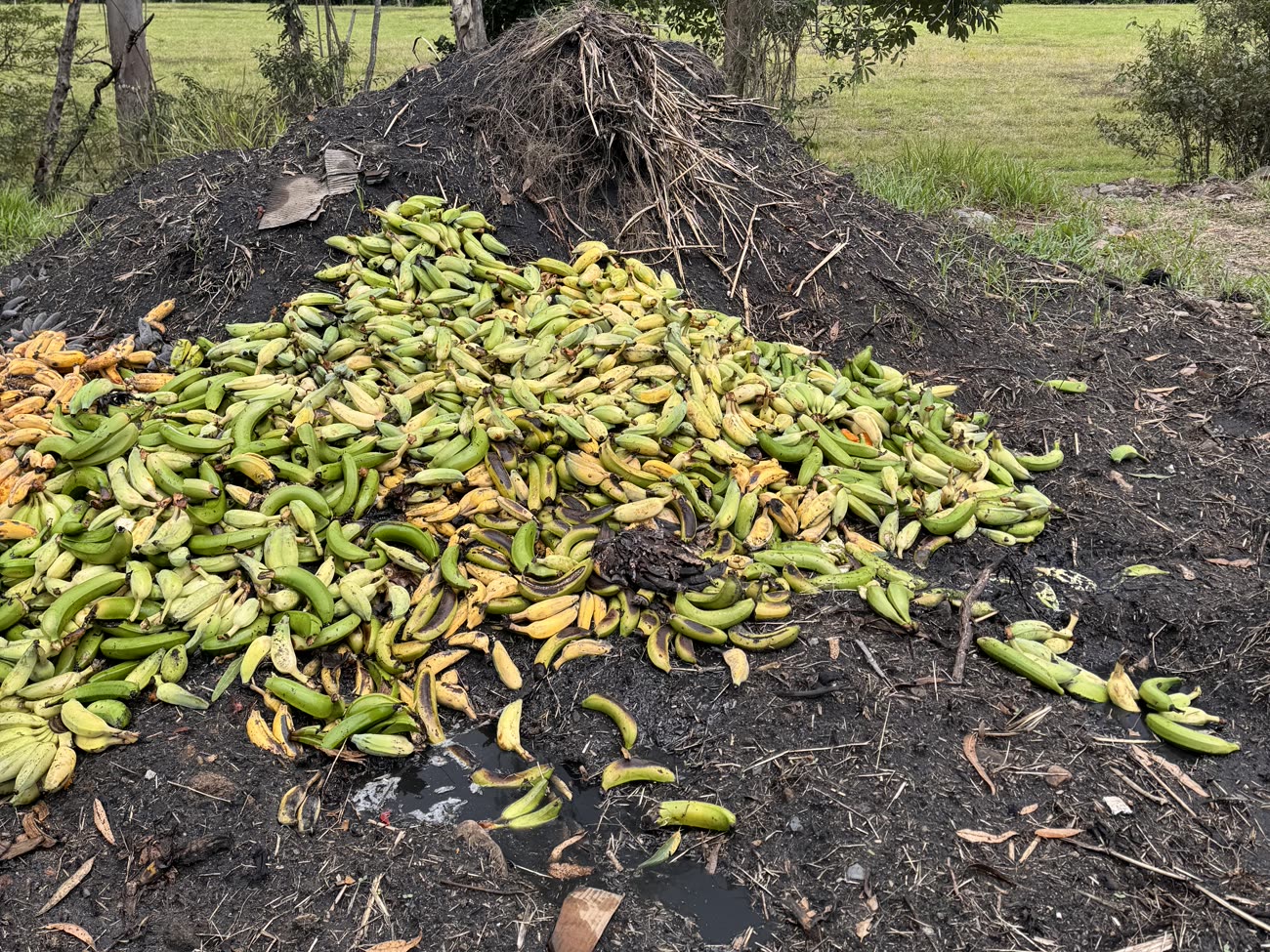 Hundreds of green and yellow bananas spread across a large mound of dark compost at the edge of a paddock
