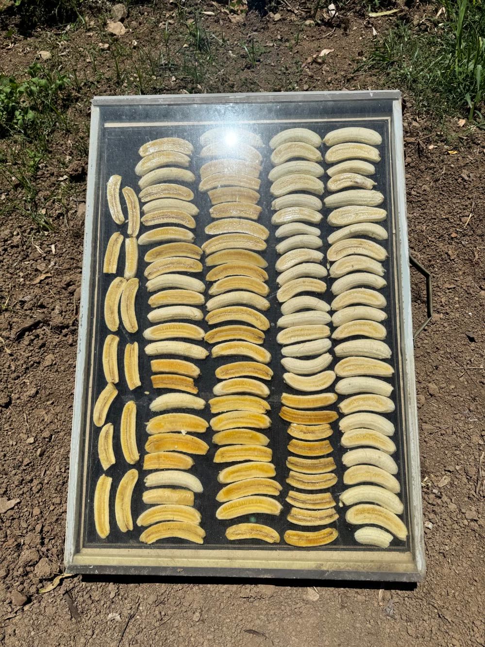 Rows of halved bananas drying on a mesh tray inside a glass-topped solar dehydrator