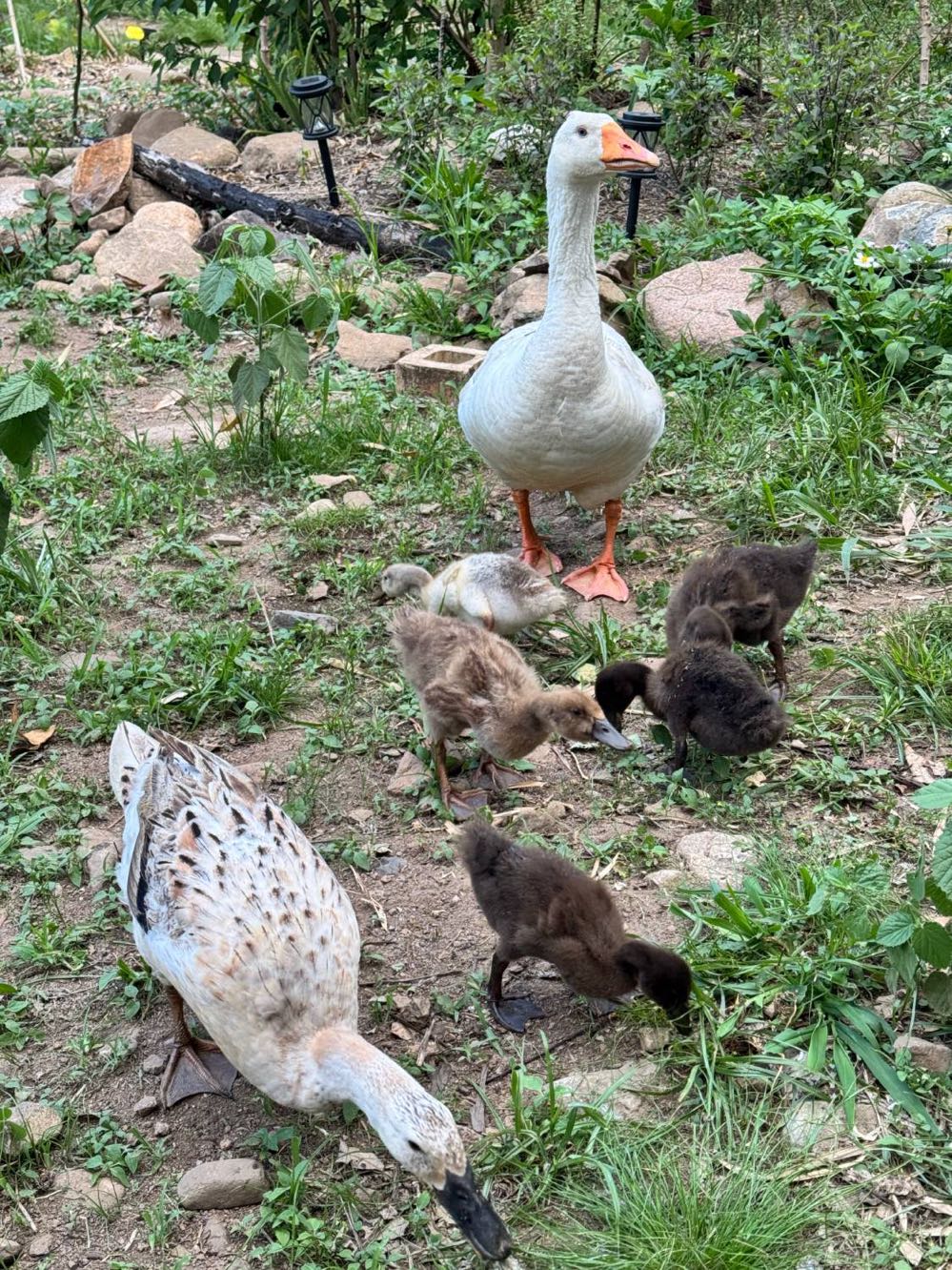 A large white waterbird standing over several ducklings foraging on bare ground, another duck in the foreground