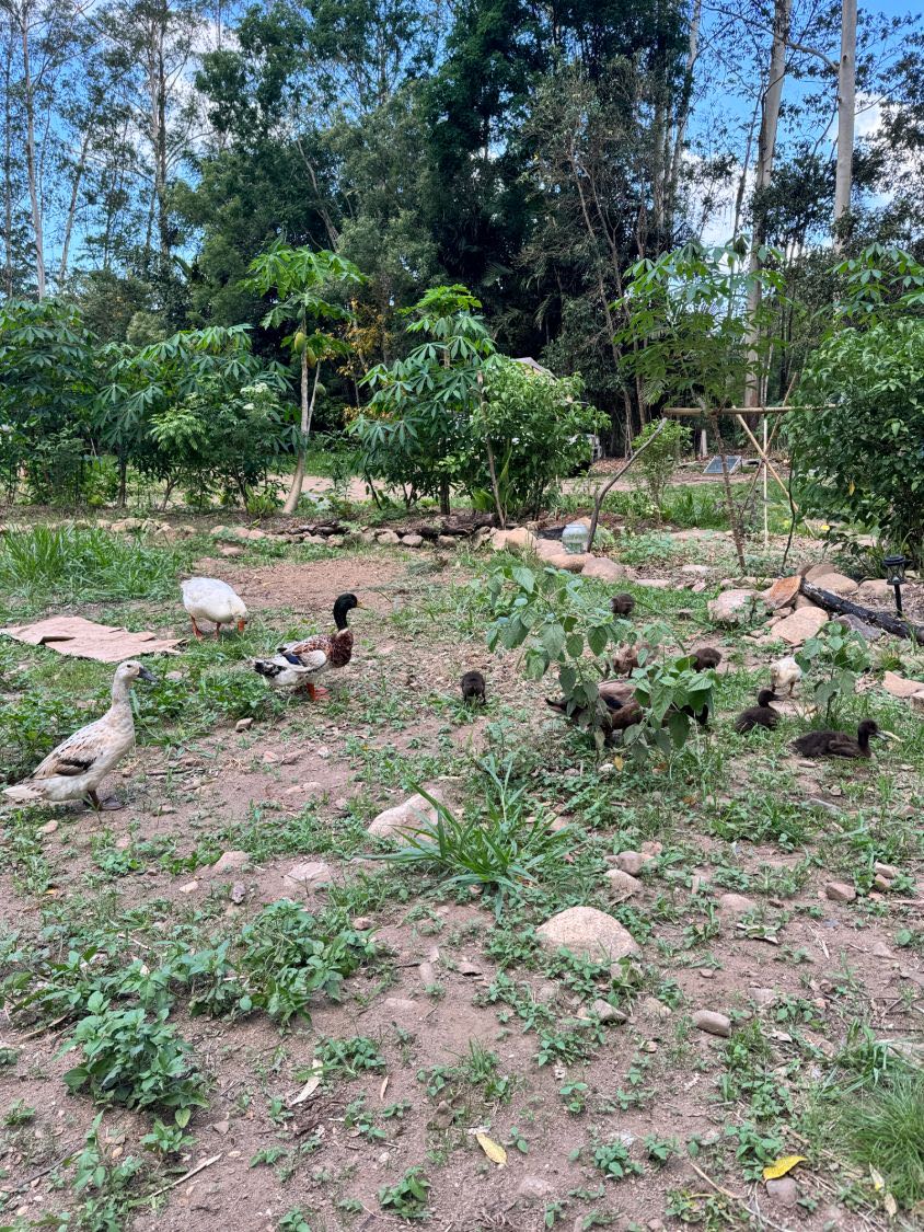 Ducks and a dozen ducklings spread across a food forest understorey with papaya trees behind