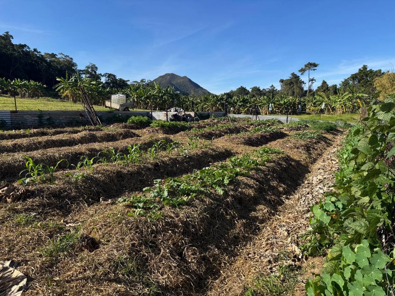 Mulched garden beds planted with young corn and brassicas, banana plants and a peak beyond