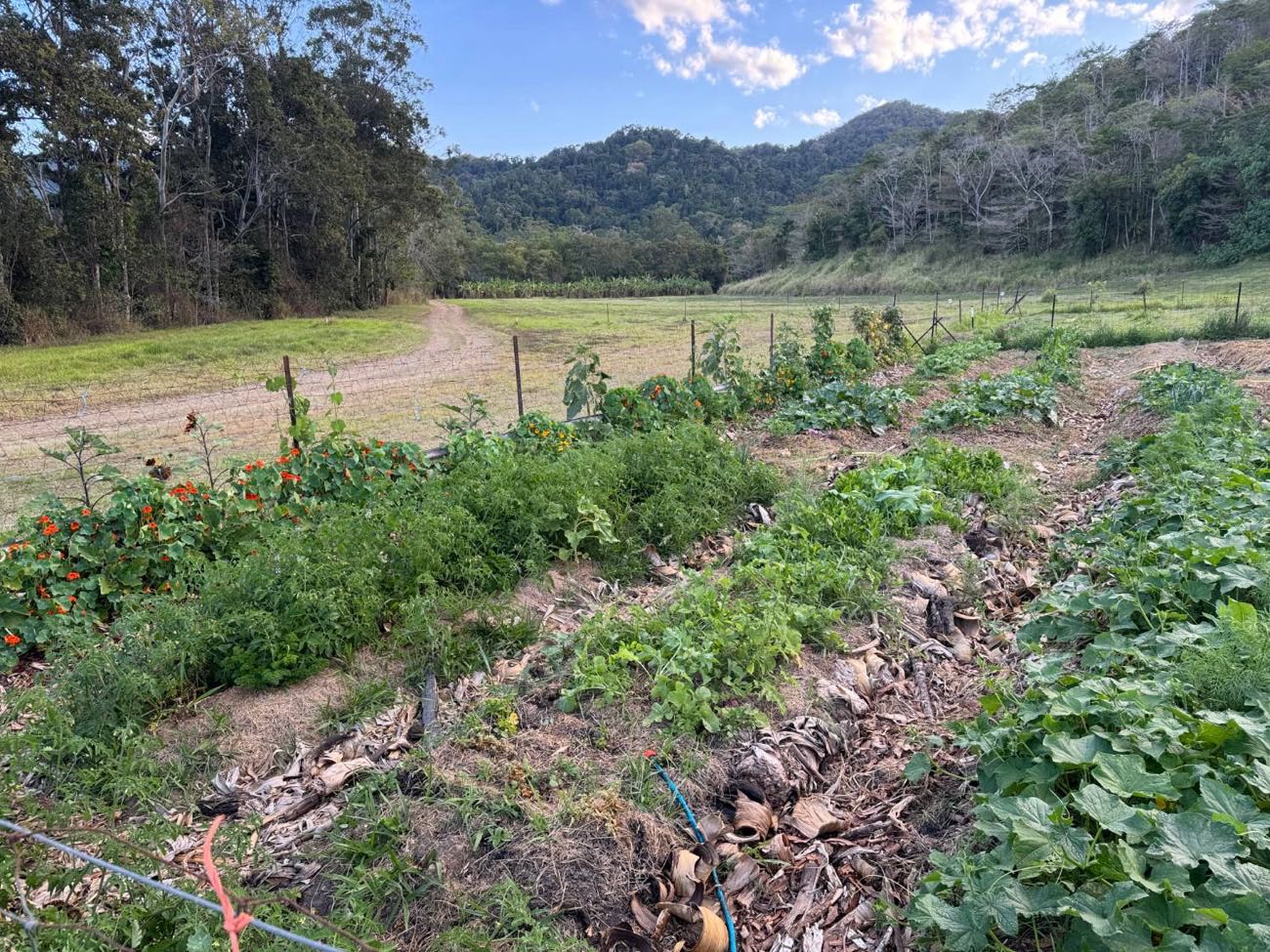Dense garden beds with flowering nasturtiums, tomatoes and sprawling pumpkin vines in a valley