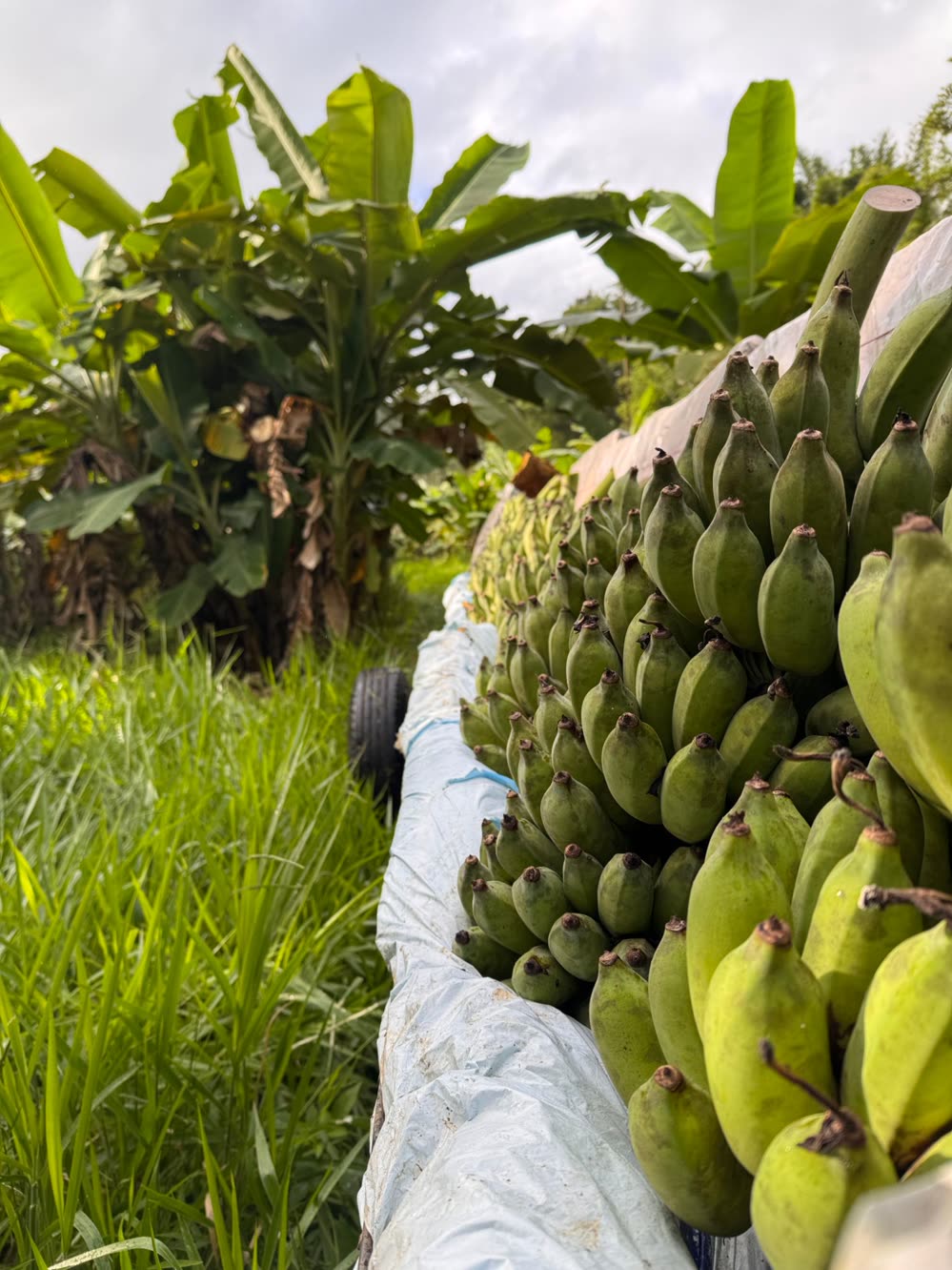 Cut bunches of green bananas stacked on a tarpaulin-lined trailer between rows of banana plants