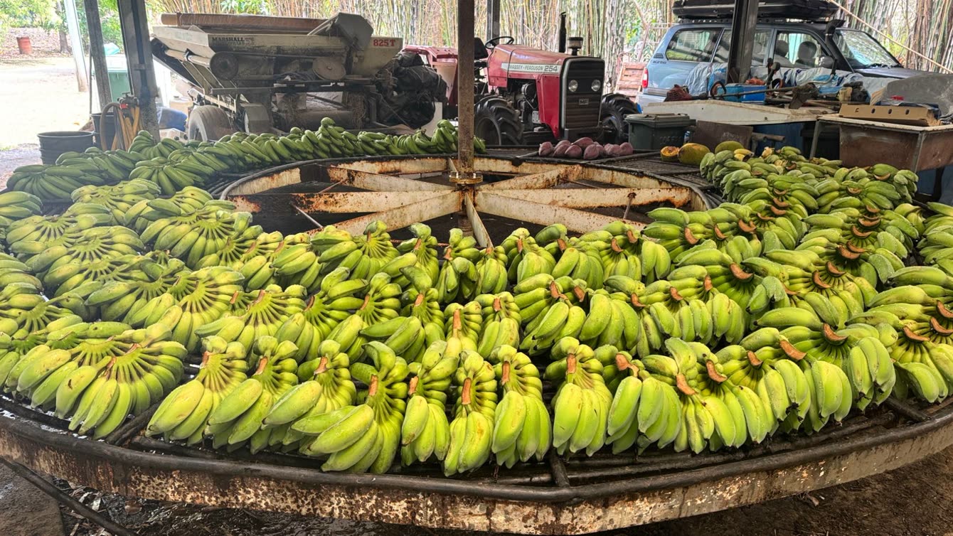 Dozens of green banana bunches laid out on a large circular bench in a farm shed, a tractor behind