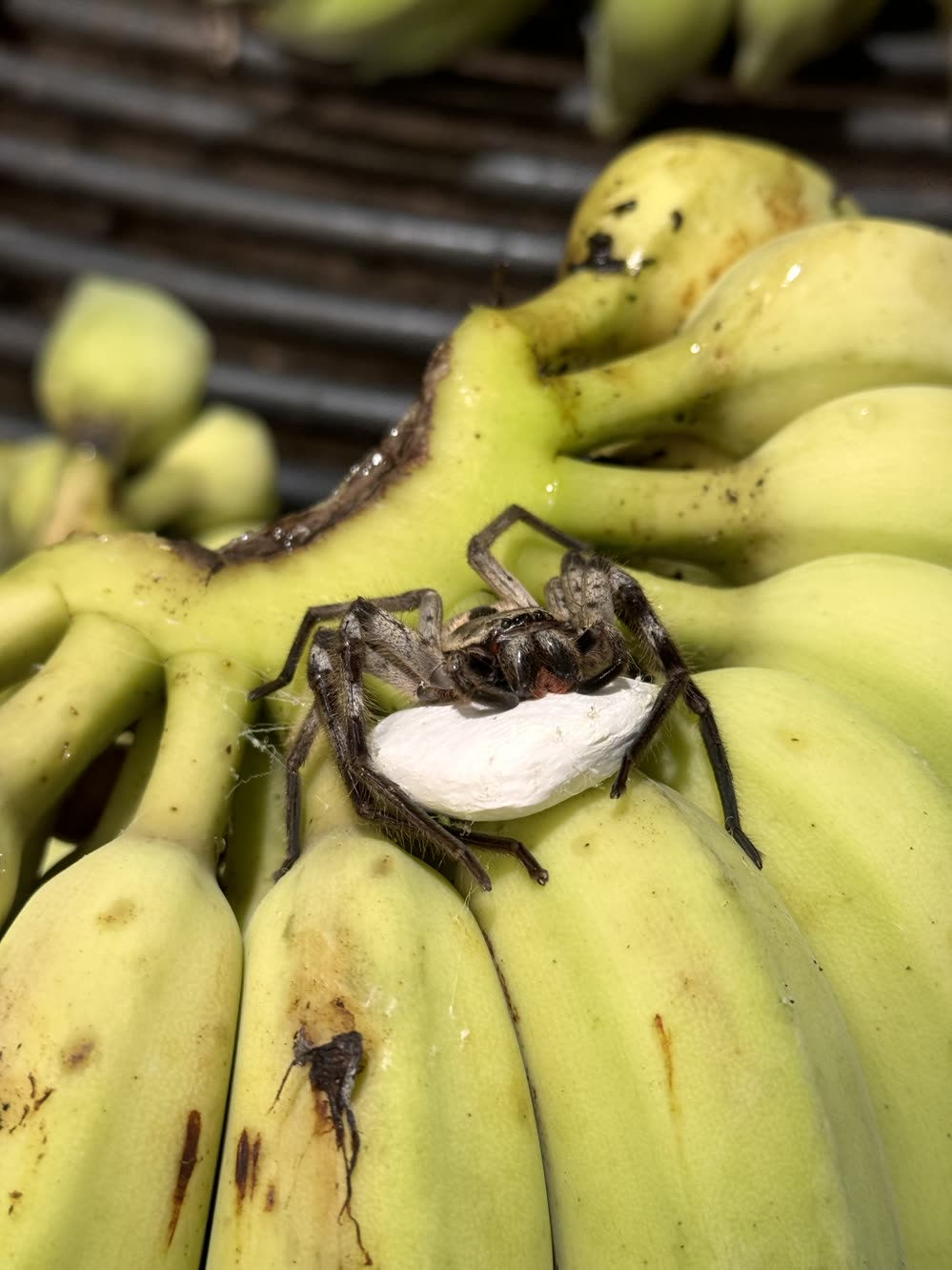 A huntsman spider crouched over a white silk egg sac on a hand of green bananas