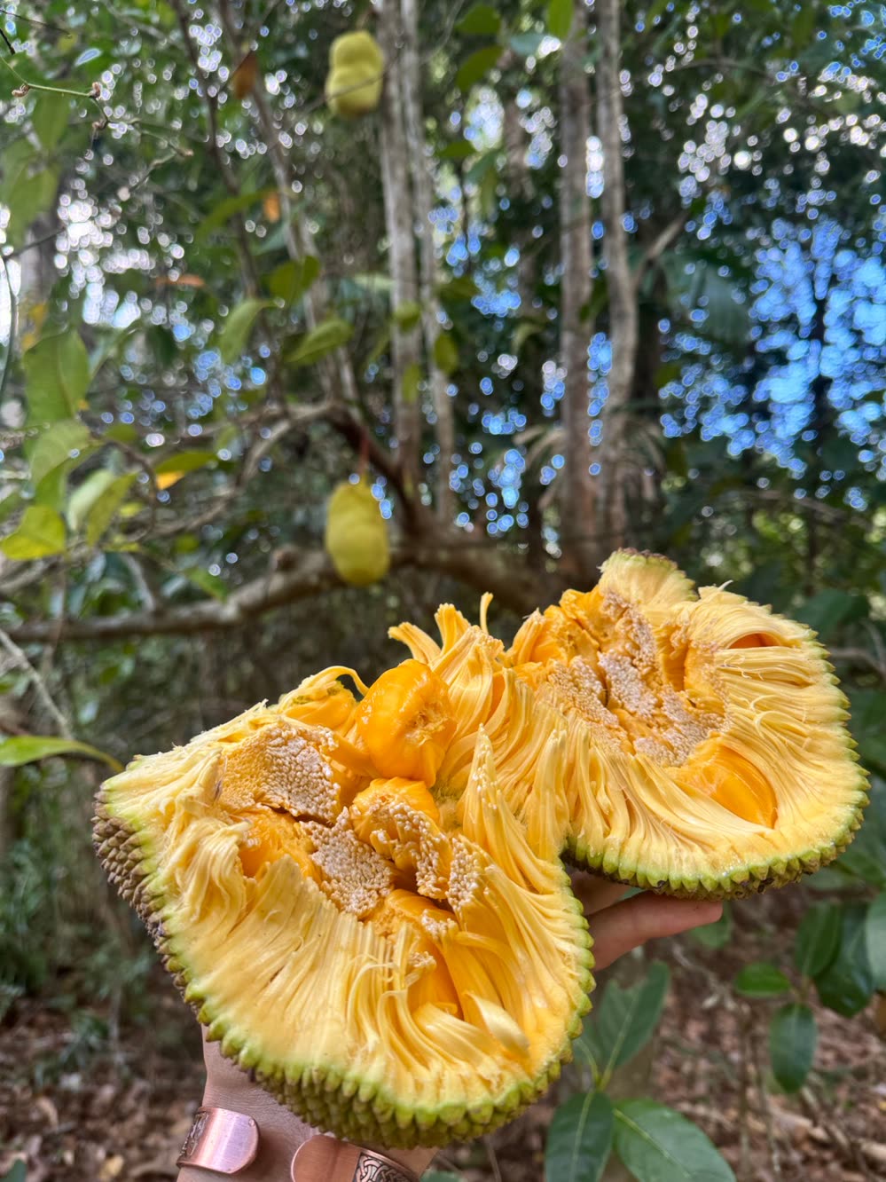 A jackfruit cut in half and held up, bright yellow bulbs inside, more fruit hanging on the tree behind