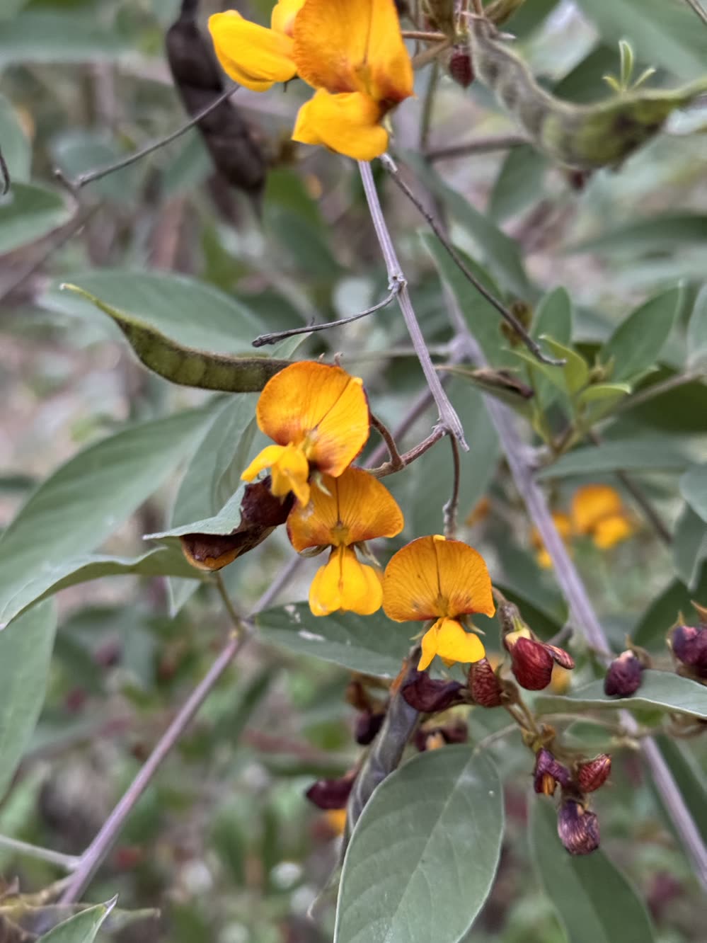 Orange pea flowers and dark buds on a pigeon pea bush, a green pod forming behind them