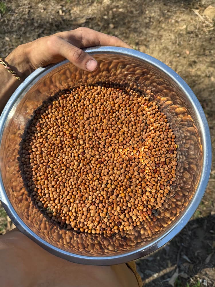 A bowl held up full of dried tan pigeon pea seeds