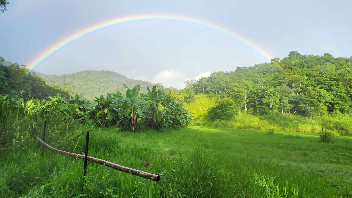 A rainbow arching over a block of banana plants with forested ranges behind