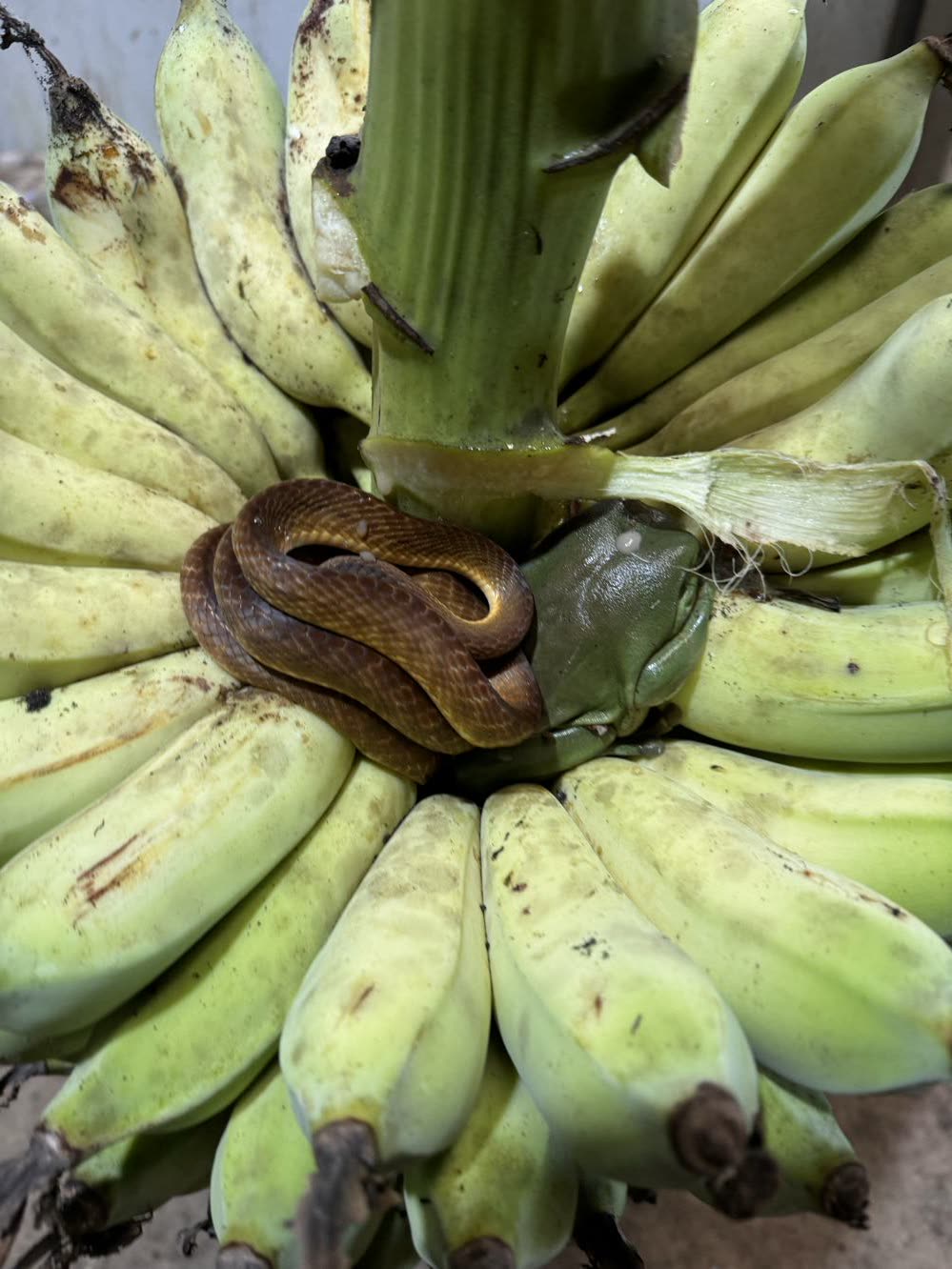 A slender brown snake coiled in the crown of a cut banana bunch beside a green tree frog