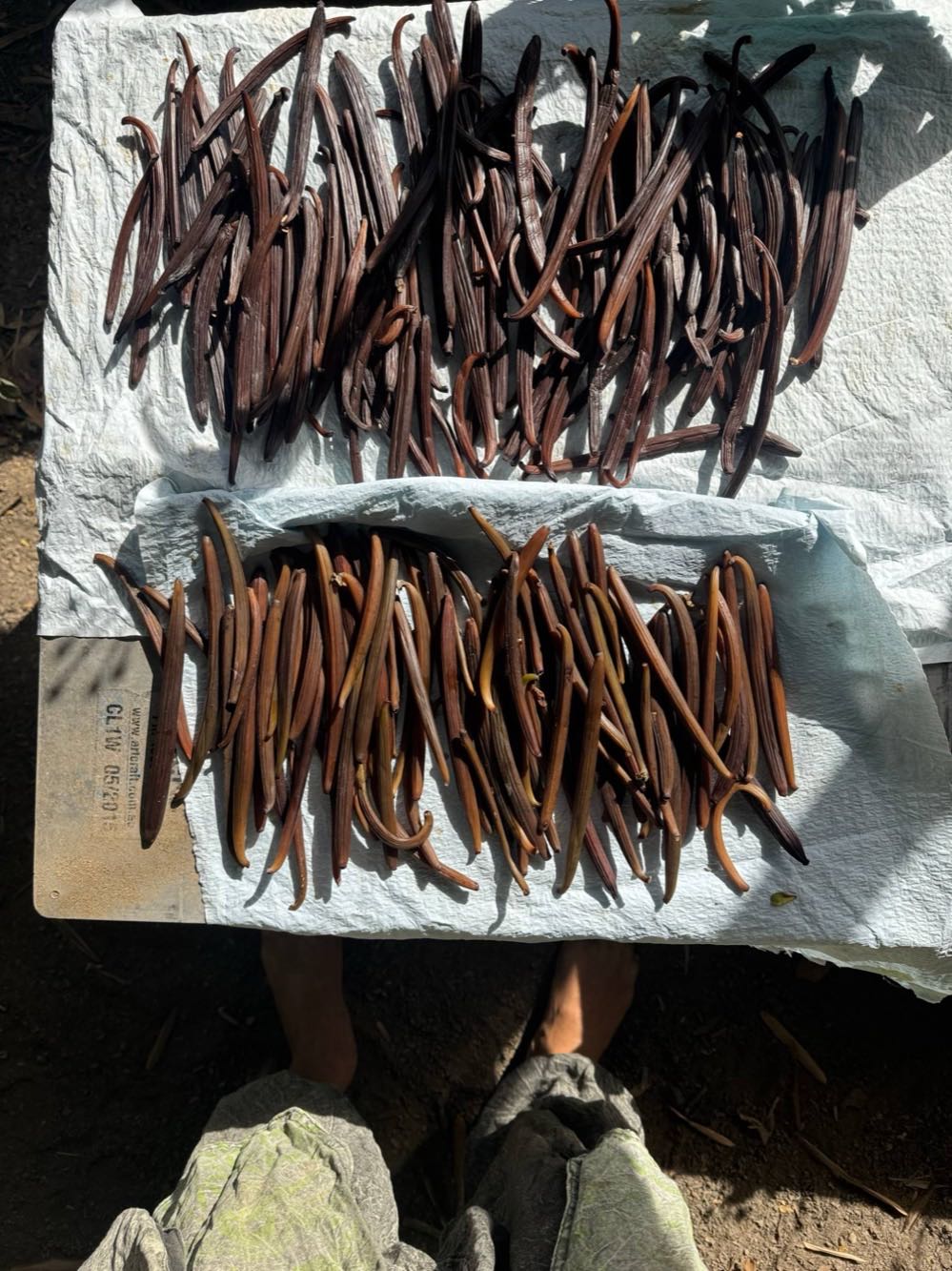 Two batches of cured vanilla pods laid out on a pale tarpaulin in the sun