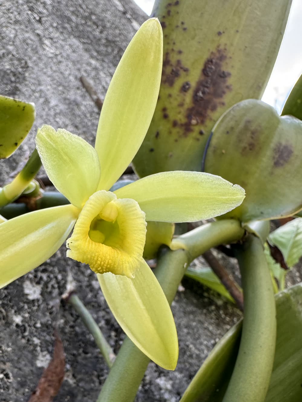 A single pale yellow vanilla orchid flower open on the vine