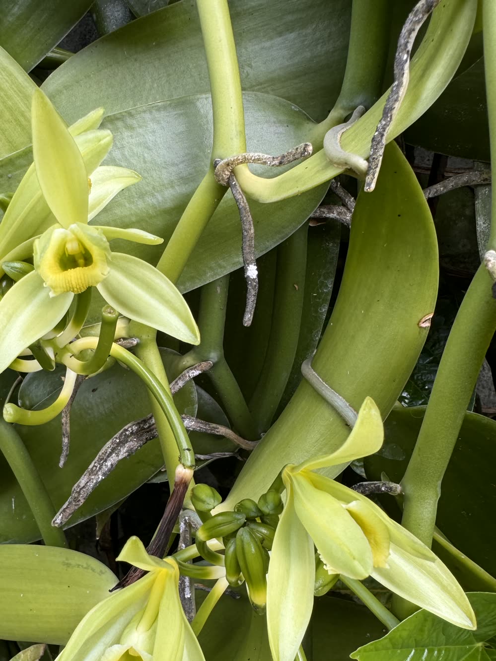 A vanilla vine in flower with several blooms and a cluster of unopened buds among thick green leaves
