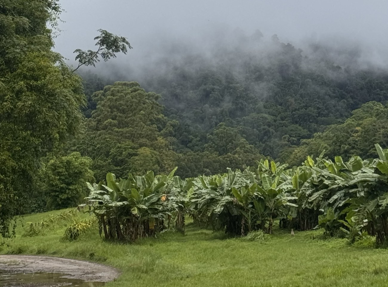 Rows of banana plants below rainforest ranges with low cloud, on the organic banana farm at Mount Charlton