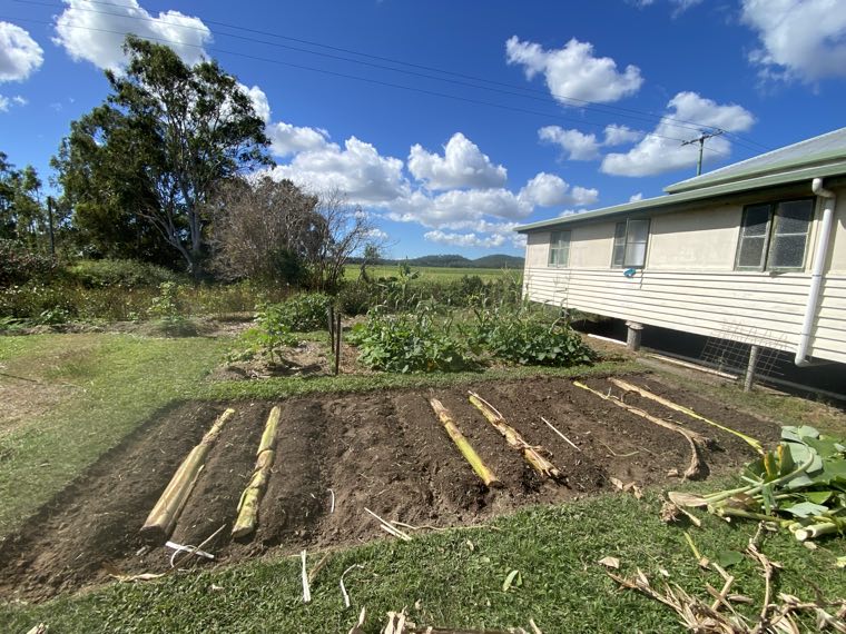 Cut banana stems laid along the furrows of the bed