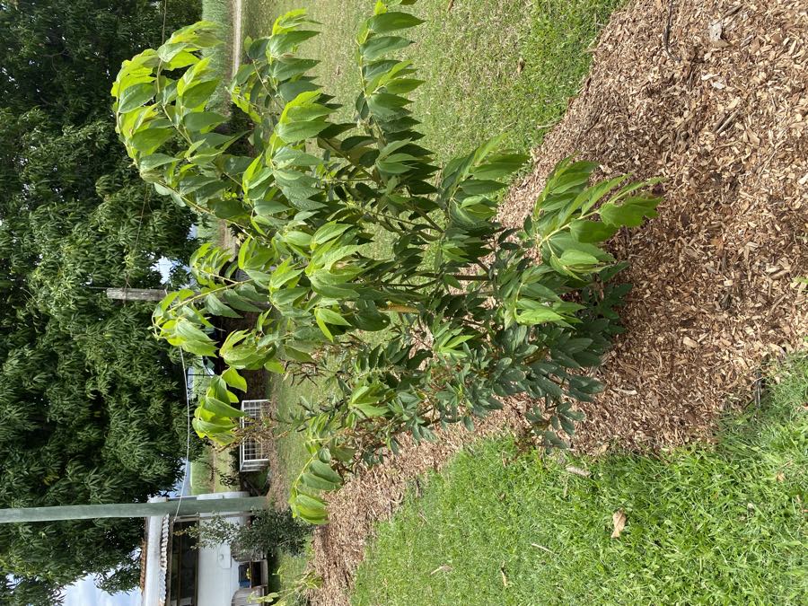 A young Panama berry tree growing in a mulched garden bed
