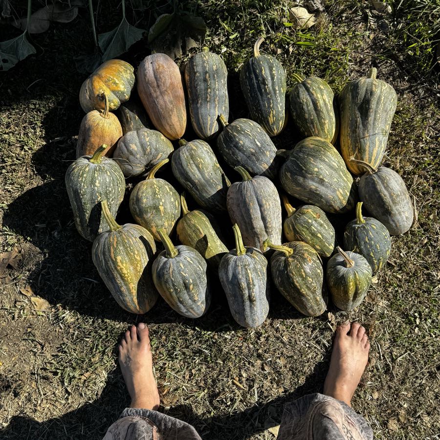 Rows of grey-green pumpkins laid out on grass, photographed from above