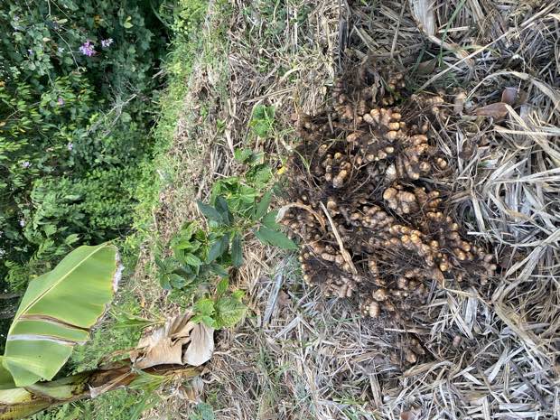A large pile of freshly dug turmeric rhizomes on mulch