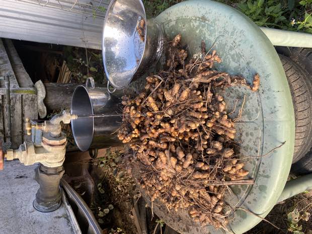 Turmeric rhizomes being washed under a tank tap