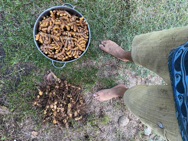 Looking down at bare feet between the spent clump and a pot of cleaned turmeric