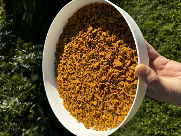 A wide bowl of dried turmeric chips held up in sunlight