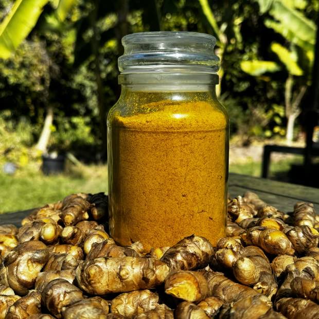 A glass jar of turmeric powder standing on freshly harvested rhizomes