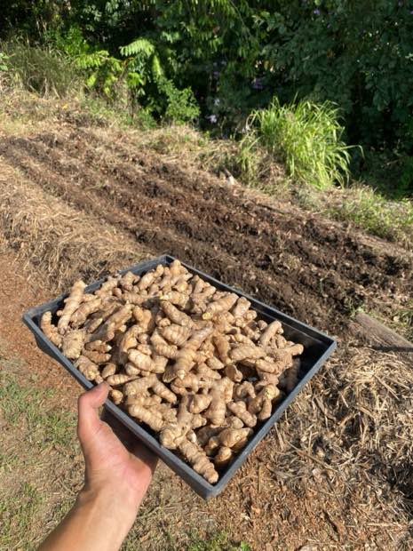 A tray of seed turmeric rhizomes held up in front of a prepared bed