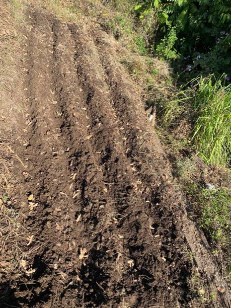 Seed turmeric pieces laid along furrows in a sloping bed