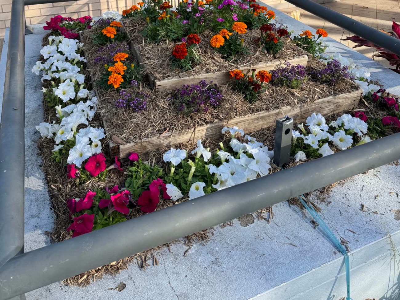 A finished three-tiered flower bed planted with white and magenta petunias, orange marigolds and purple alyssum