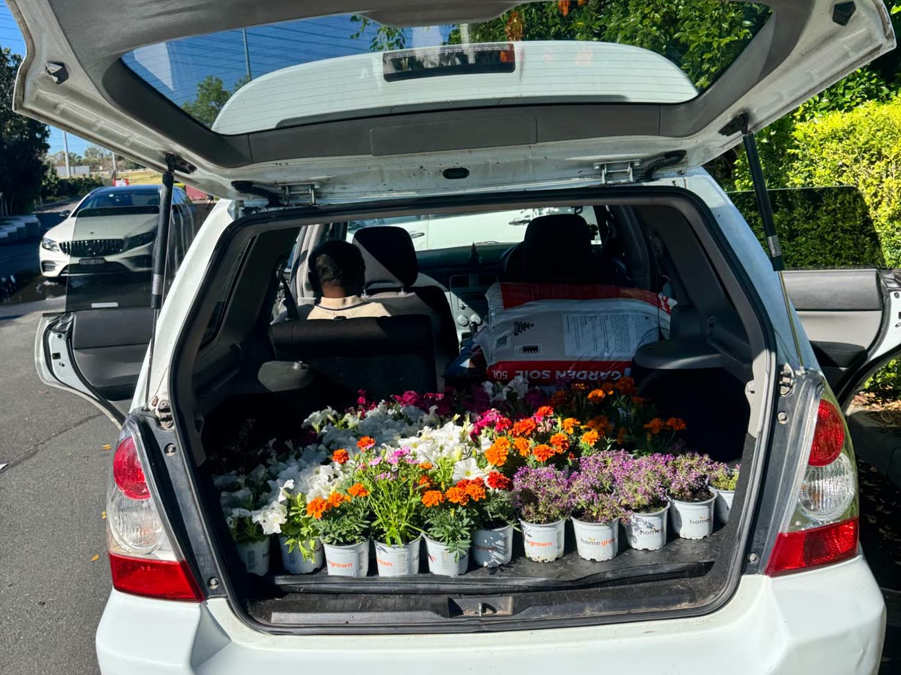 The open boot of a station wagon filled with punnets of marigolds, petunias and alyssum