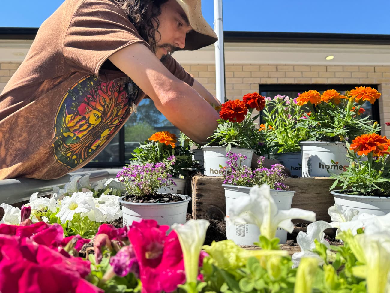 Close view of hands setting marigold and alyssum seedlings among potted petunias