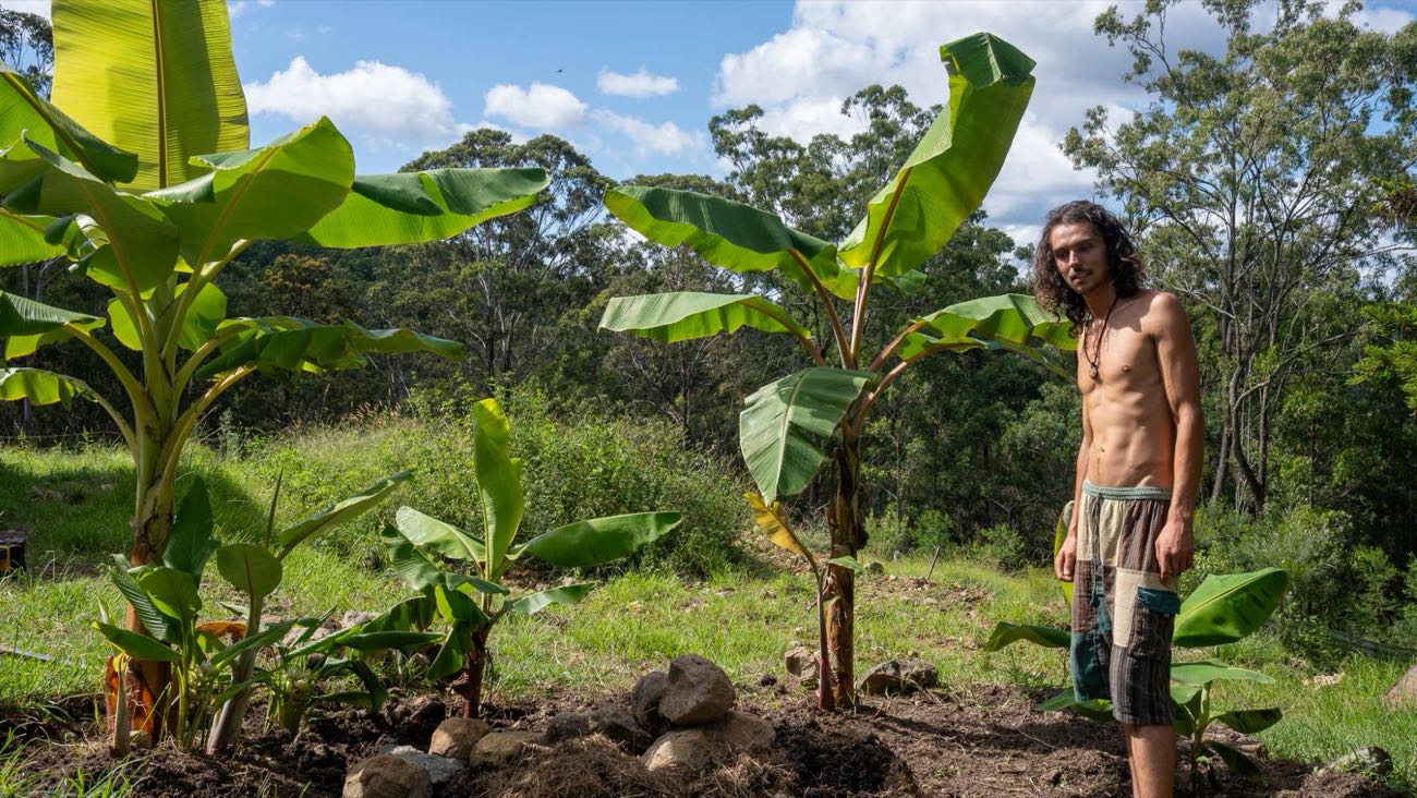 Joel standing beside established young banana plants with rocks set around their bases