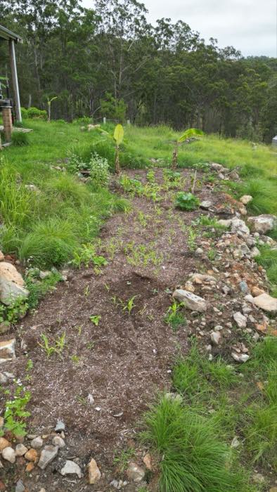 Rows of young corn seedlings in a mulched, rock-edged bed running along the slope