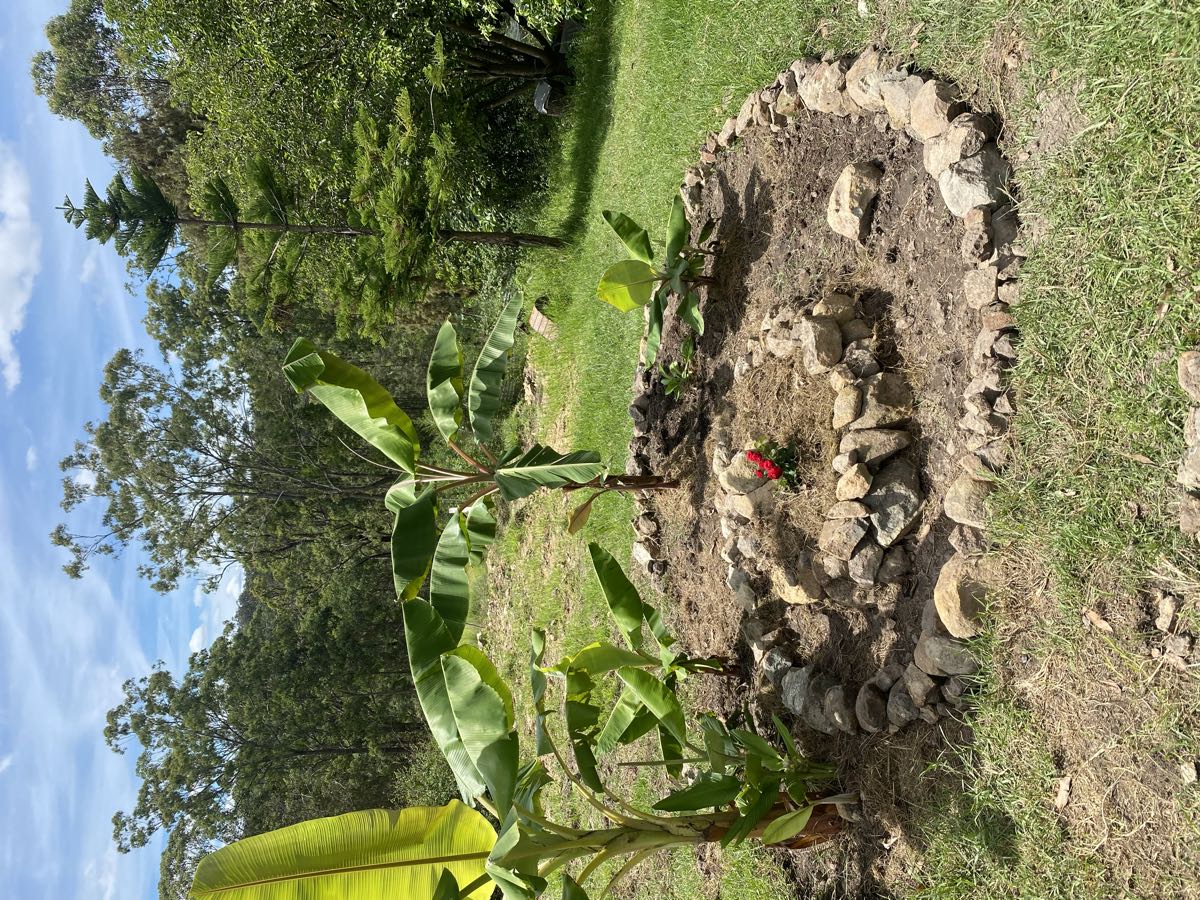 A circular stone herb spiral with young banana plants around it and a small red-flowering plant at its centre