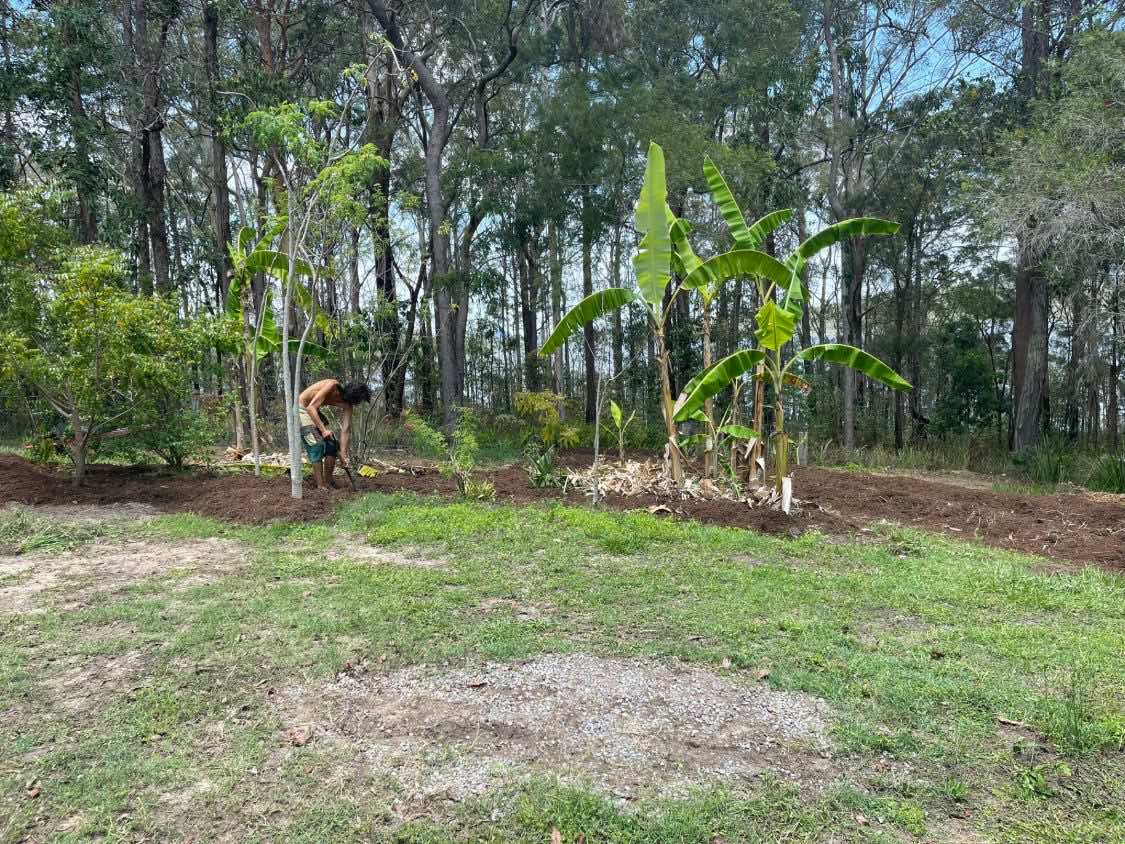 Joel working a tool into the ground beside a mulched bed, banana clump to the right