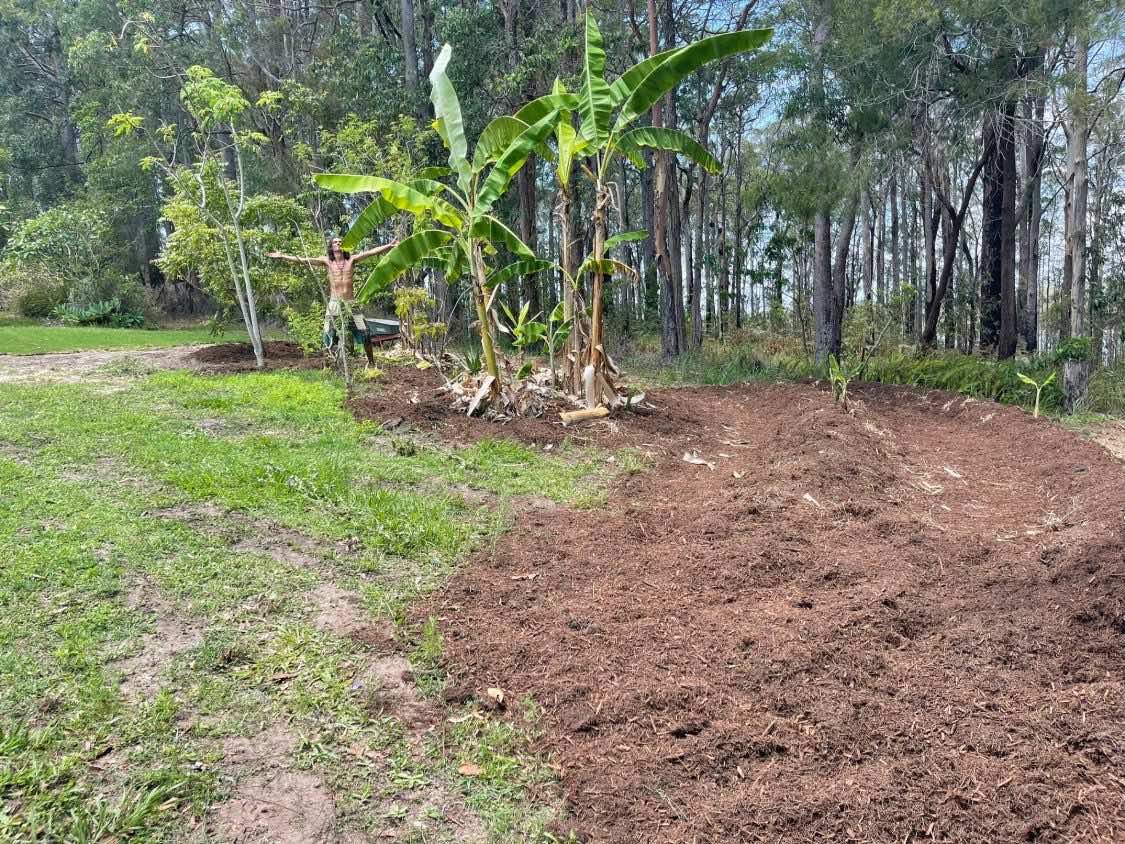 A long mulched swale mound running behind a banana clump, Joel standing with arms out