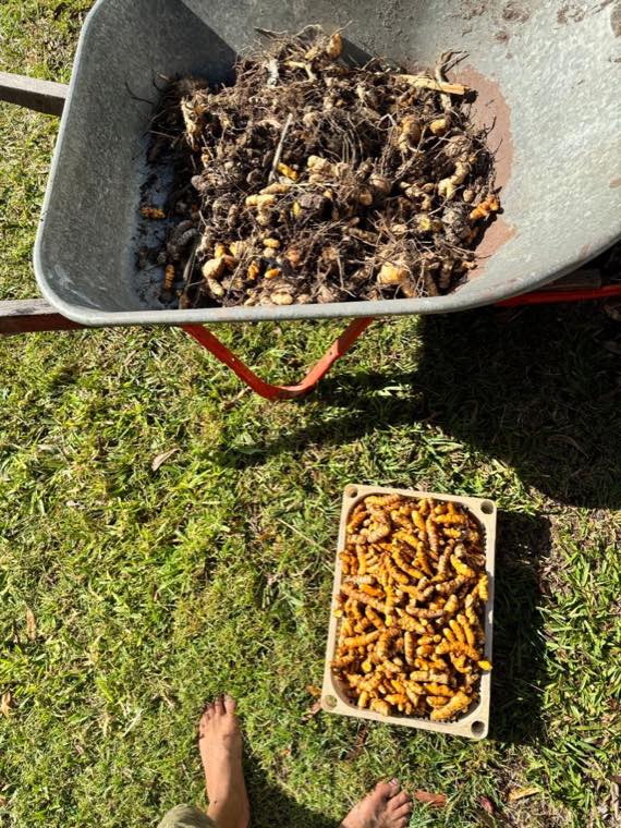 A wheelbarrow of lifted turmeric mother stock with soil and roots still on, and a cleaned tray of rhizomes on the grass beside it
