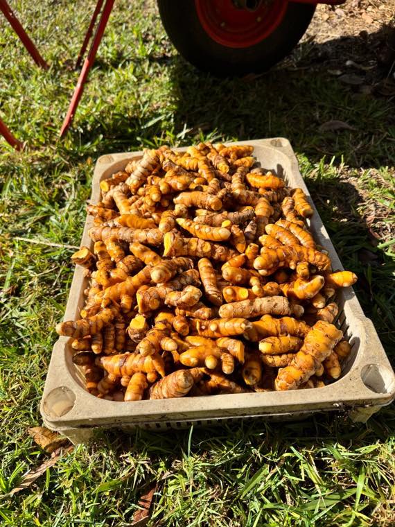 A tray heaped with cleaned bright orange turmeric rhizomes on grass