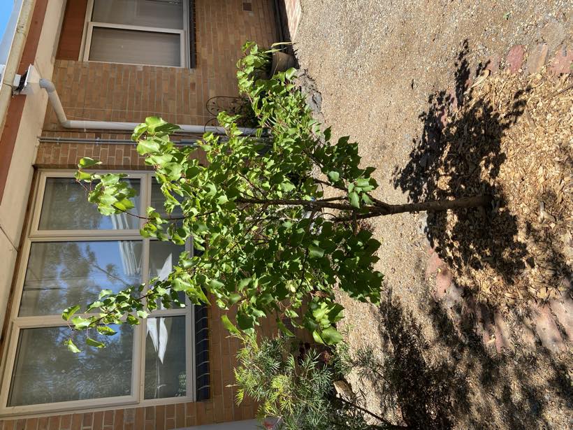 A young apricot tree mulched in a bed against a brick wall