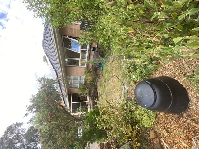 An established garden bed beside the house with a compost bin and flowering bottlebrush