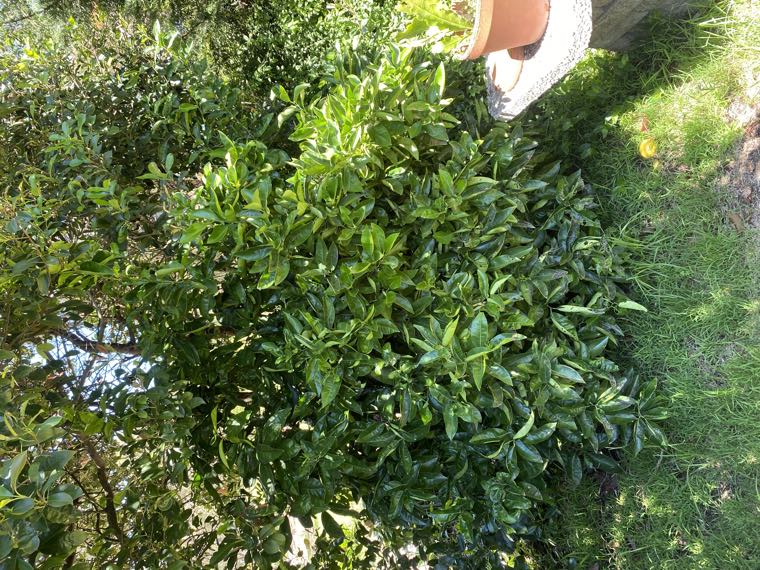 A dense, dark grapefruit tree crowded by surrounding growth