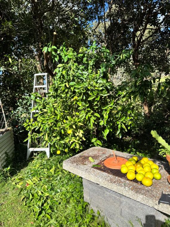 The same grapefruit tree after pruning, a ladder against it, cut material on the ground and harvested fruit on a bench