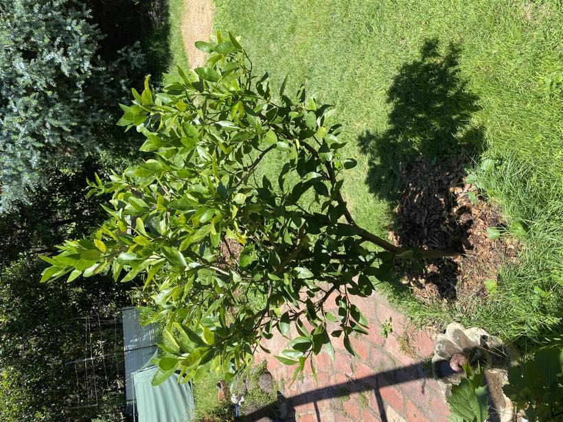 A young lime tree mulched in a circle beside a rock-edged bed