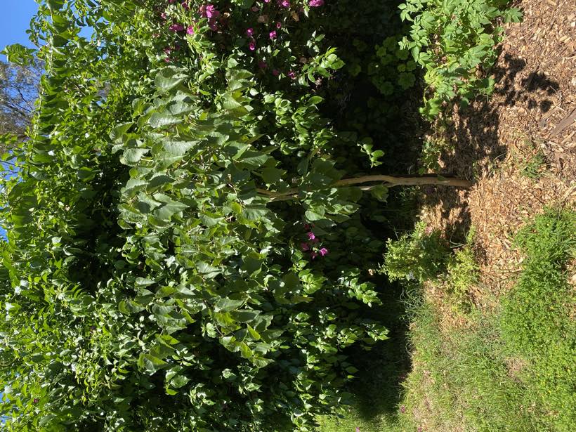 A young mulberry in full leaf with mulch beneath it