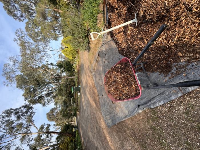 A wheelbarrow part-loaded with mulch beside a heap on a tarpaulin, shovel standing in the pile