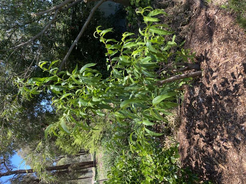 A young nectarine tree with a wide ring of mulch around it